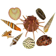 Other species of shells at TopSeaShells