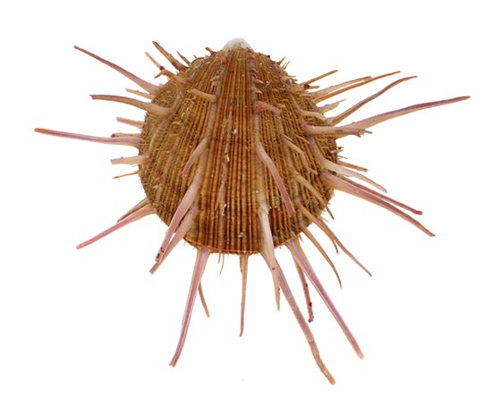 Spondylus Regius available at TopSeaShells.com