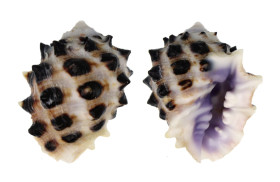 MURICIDAE DRUPA