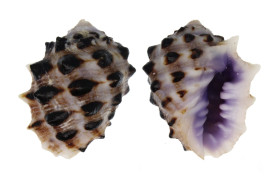 MURICIDAE DRUPA