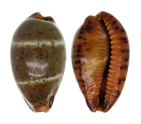 CYPRAEIDAE PALMADUSTA
