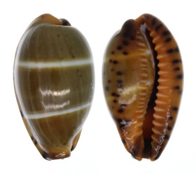 CYPRAEIDAE PALMADUSTA