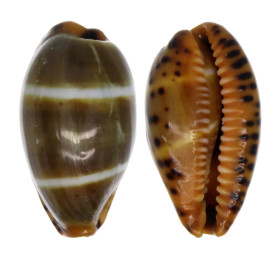 CYPRAEIDAE PALMADUSTA