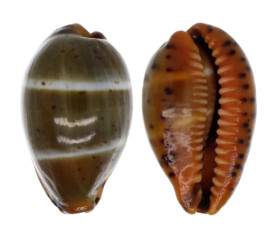 CYPRAEIDAE PALMADUSTA