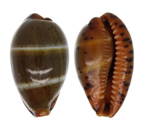 CYPRAEIDAE PALMADUSTA