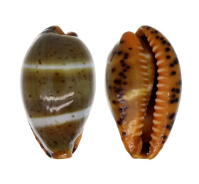 CYPRAEIDAE PALMADUSTA