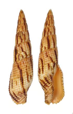 MITRIDAE MITRA