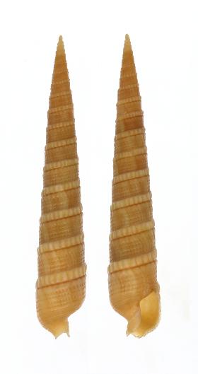 TEREBRIDAE CINGULOTEREBRA