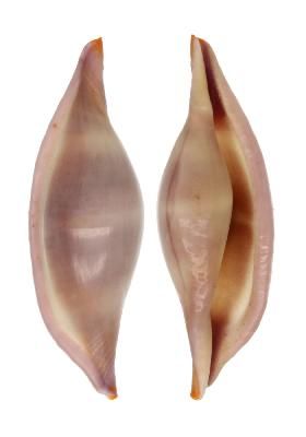 OVULIDAE PHENACOVOLVA
