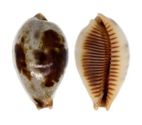 CYPRAEIDAE ERRONEA