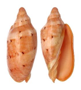 VOLUTIDAE CYMBIOLA