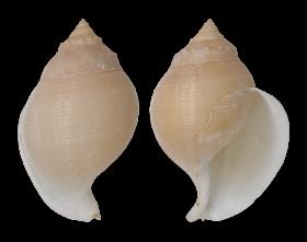 CASSIDAE OOCORYS