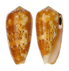 CONIDAE CONUS