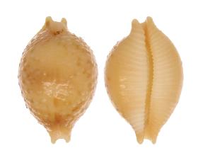 CYPRAEIDAE PUSTULARIA