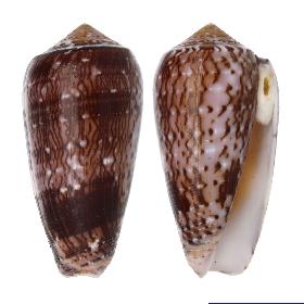 CONIDAE CONUS