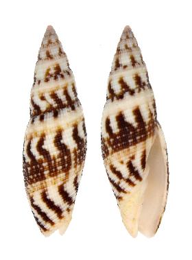 MITRIDAE NEOCANCILLA