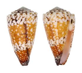 CONIDAE CONUS