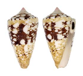 CONIDAE CONUS