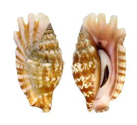STROMBIDAE STROMBUS