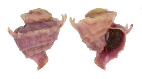 CORALLIOPHILIDAE BABELOMUREX