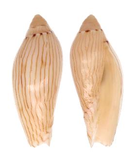 VOLUTIDAE AMORIA