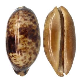 CYPRAEIDAE CHELYCYPRAEA