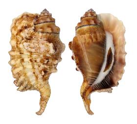 STROMBIDAE LAMBIS
