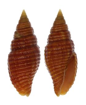 MITRIDAE NEBULARIA