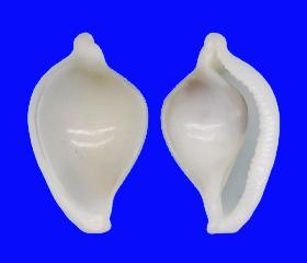 OVULIDAE 