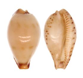 CYPRAEIDAE CYPRAEA