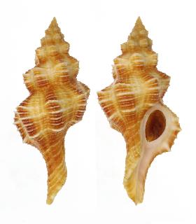 FASCIOLARIIDAE HEMIPOLYGONA