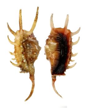 STROMBIDAE LAMBIS