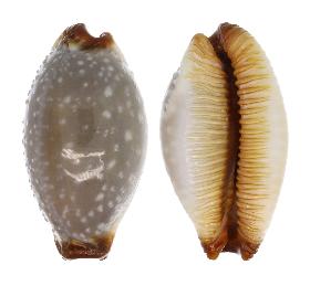 CYPRAEIDAE STAPHYLEA