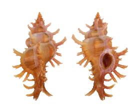 MURICIDAE ACULEATUS - 47.10 mm - FINE+++/GEM - PHILIPPINES - BALUT ISLAND