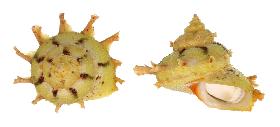 TURBINIDAE GIRGYLLUS - 70.80 mm - FINE+++/GEM - MALAYSIA - NORTH BORNEO