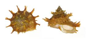 TURBINIDAE GIRGYLLUS - 66.40 mm - FINE+++/GEM - MALAYSIA - NORTH BORNEO