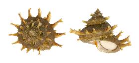 TURBINIDAE GIRGYLLUS - 68.00 mm - FINE+++/GEM - MALAYSIA - NORTH BORNEO