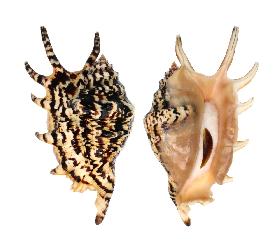STROMBIDAE LAMBIS - 110.70 mm - FINE+++/GEM - PHILIPPINES - BOHOL ISLAND