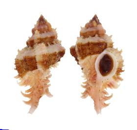 MURICIDAE GLORIOSUS - 48.50 mm - FINE+++/GEM - PHILIPPINES - BALUT ISLAND