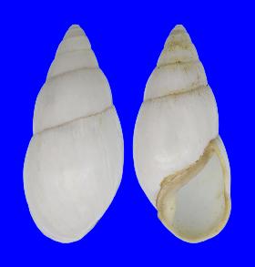 LANDSNAIL GRANDIDIERI - 84.60 mm - FINE+++ - MADAGASCAR