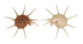 TURBINIDAE YOKA - 78.30 mm - FINE+++/GEM - PHILIPPINES - BOHOL ISLAND