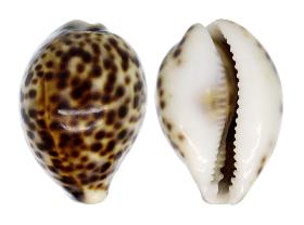 CYPRAEIDAE TIGRIS - 46.90 mm - GEM - PHILIPPINES - ZAMBOANGA , MINDANAO ISLAND