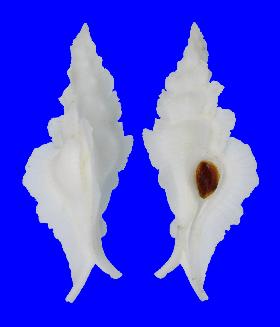 MURICIDAE PINNATUS - 89.20 mm - FINE+++ - PHILIPPINES - BOHOL ISLAND