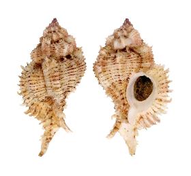 MURICIDAE PSEUDOSUPERBUS - 66.60 mm - FINE+++/GEM - PHILIPPINES - BALUT ISLAND