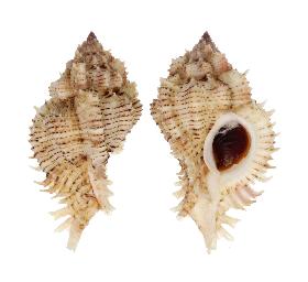 MURICIDAE PSEUDOSUPERBUS - 69.20 mm - FINE+++/GEM - PHILIPPINES - BALUT ISLAND