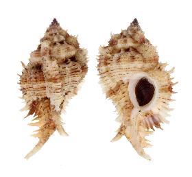 MURICIDAE PSEUDOSUPERBUS - 69.20 mm - FINE+++/GEM - PHILIPPINES - BALUT ISLAND