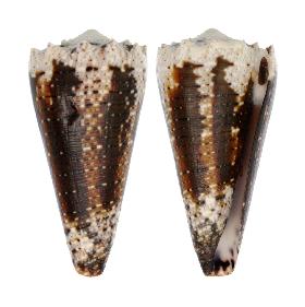 CONIDAE IMPERIALIS - 55.30 mm - FINE+++/GEM - PHILIPPINES - BOHOL ISLAND