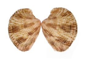 VENERIDAE LAMELLARIS - 40.20 mm - FINE+++/GEM - PHILIPPINES - BOHOL ISLAND