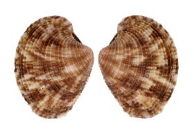 VENERIDAE LAMELLARIS - 40.10 mm - FINE+++/GEM - PHILIPPINES - BOHOL ISLAND