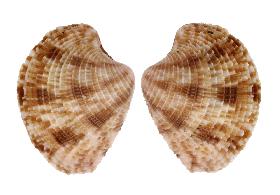 VENERIDAE LAMELLARIS - 39.50 mm - FINE+++/GEM - PHILIPPINES - BOHOL ISLAND